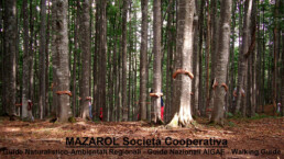 002-foto-profilo-Mazarol-