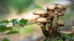 funghi