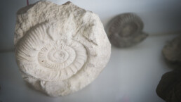 storia-naturale-2