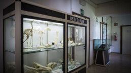 storia-naturale-3